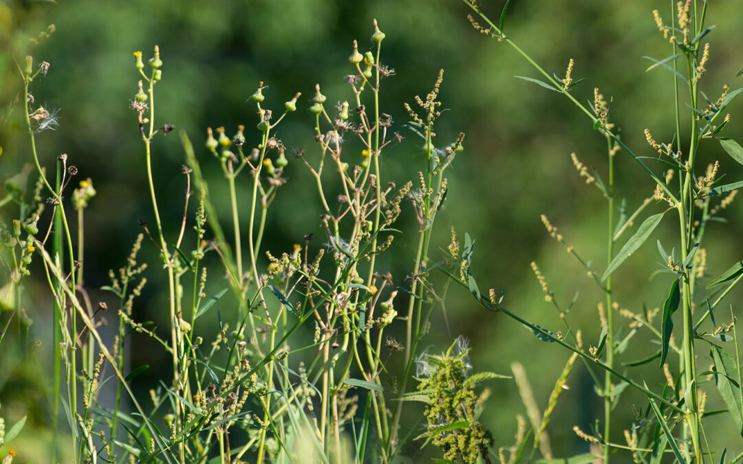 Un nouveau calendrier de réévaluation pour le glyphosate