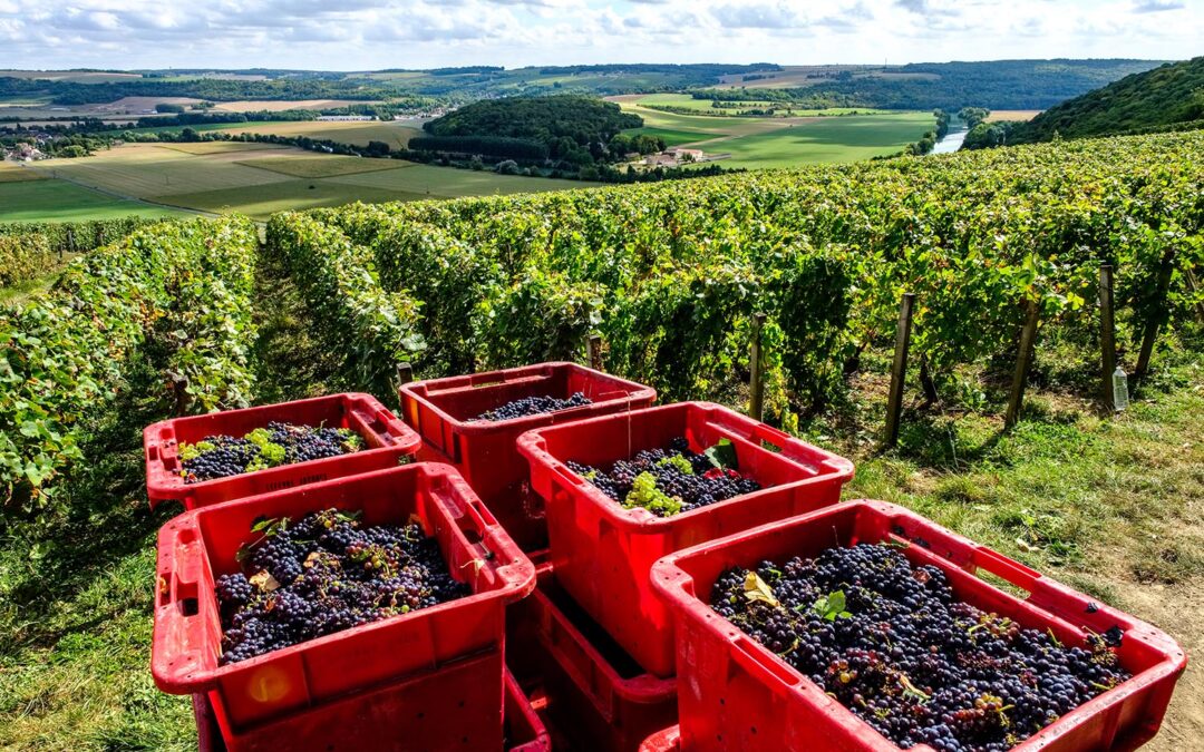 Une sortie différée de réserve pour sécuriser le vignoble