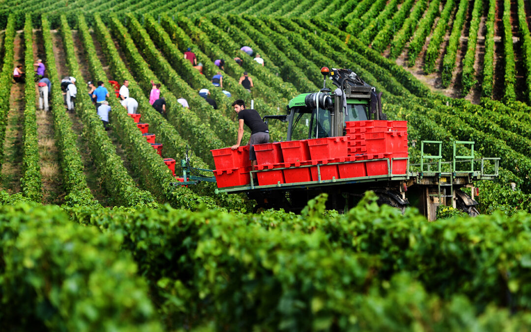 Dans un marché florissant, la Champagne porte son approvisionnement à 12 000 kg/ha