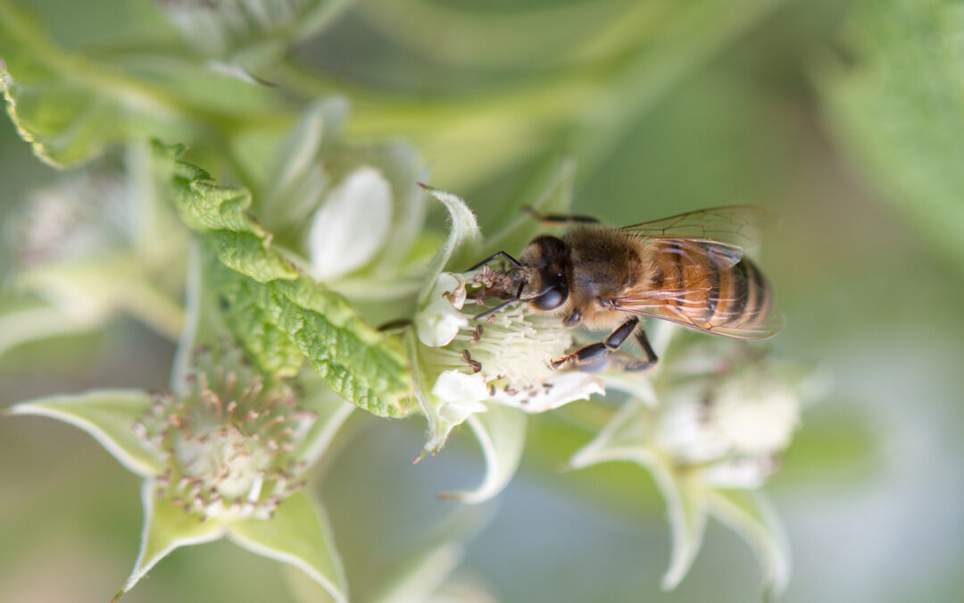 De la biodiversité pour protéger les abeilles