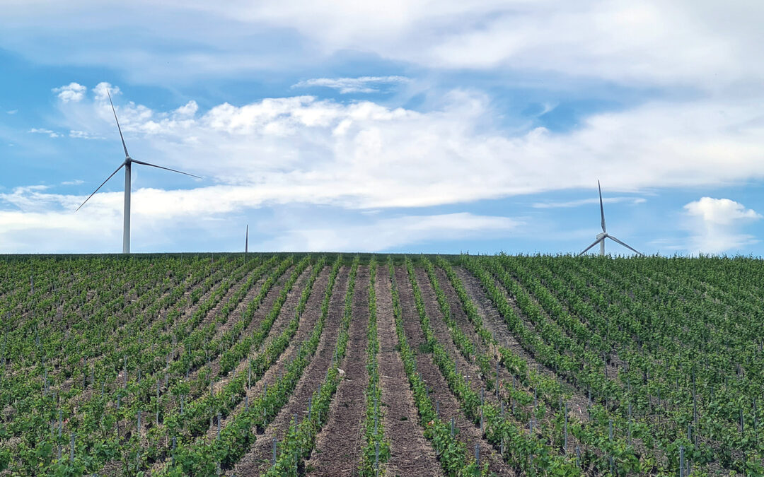 Le SGV vent debout contre l’éolien dans le vignoble