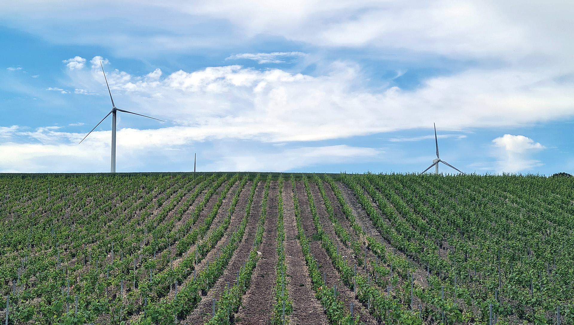 Le SGV vent debout contre l’éolien dans le vignoble