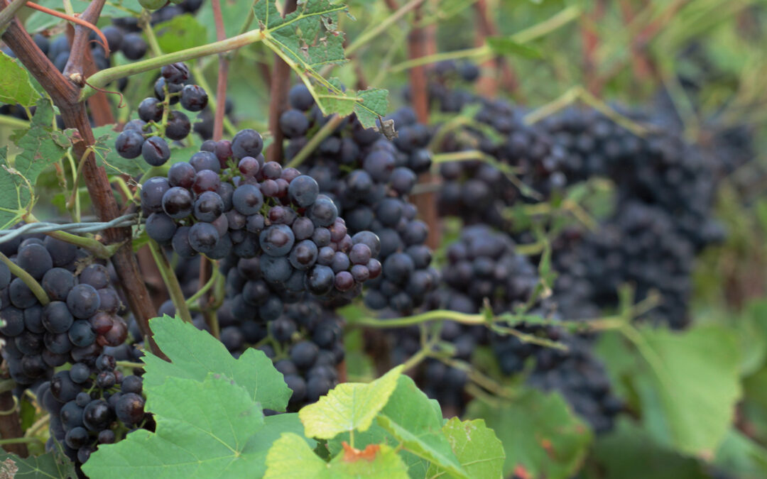 Prix du kilo de raisin par commune