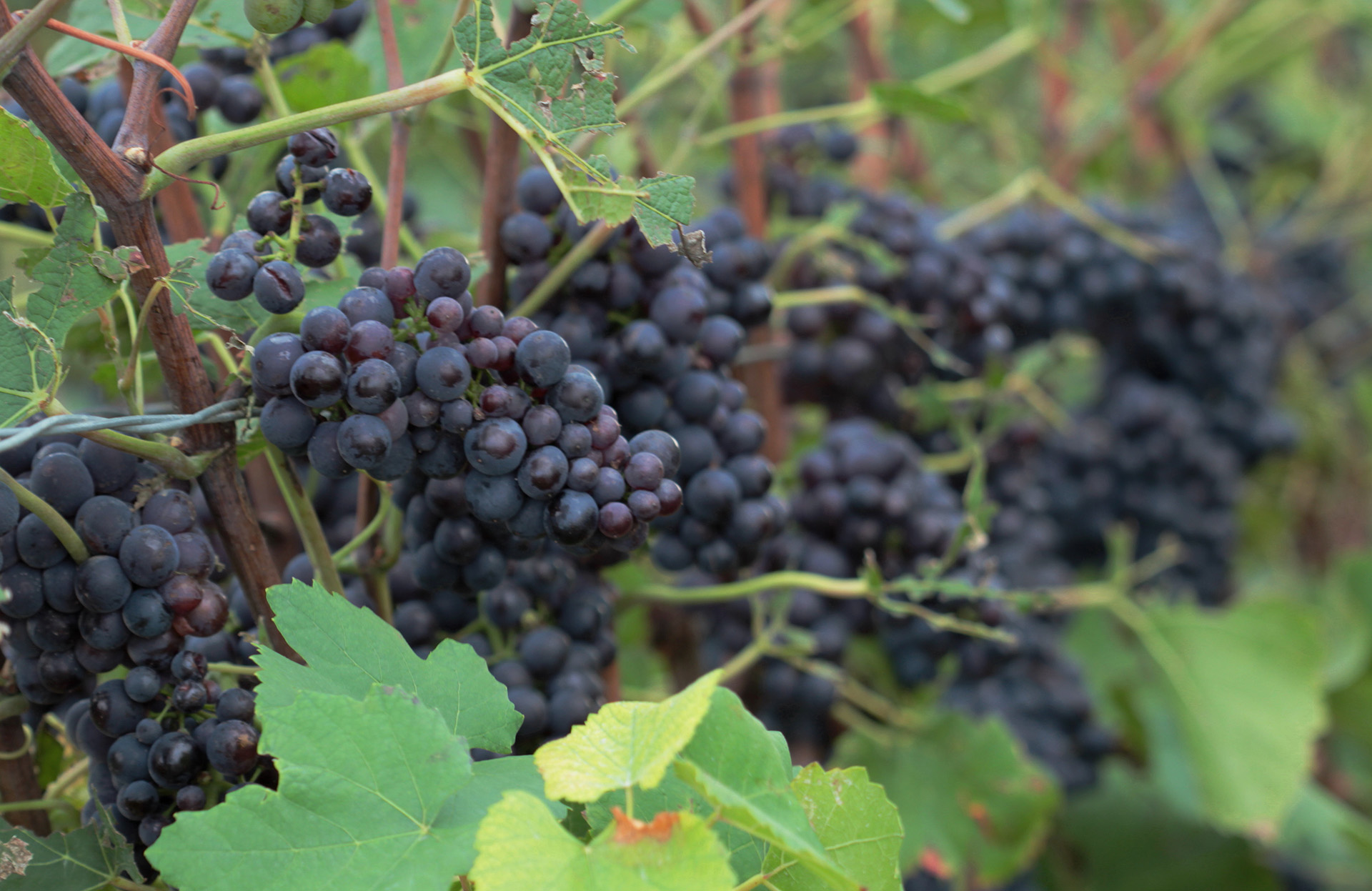 Prix du kilo de raisin par commune