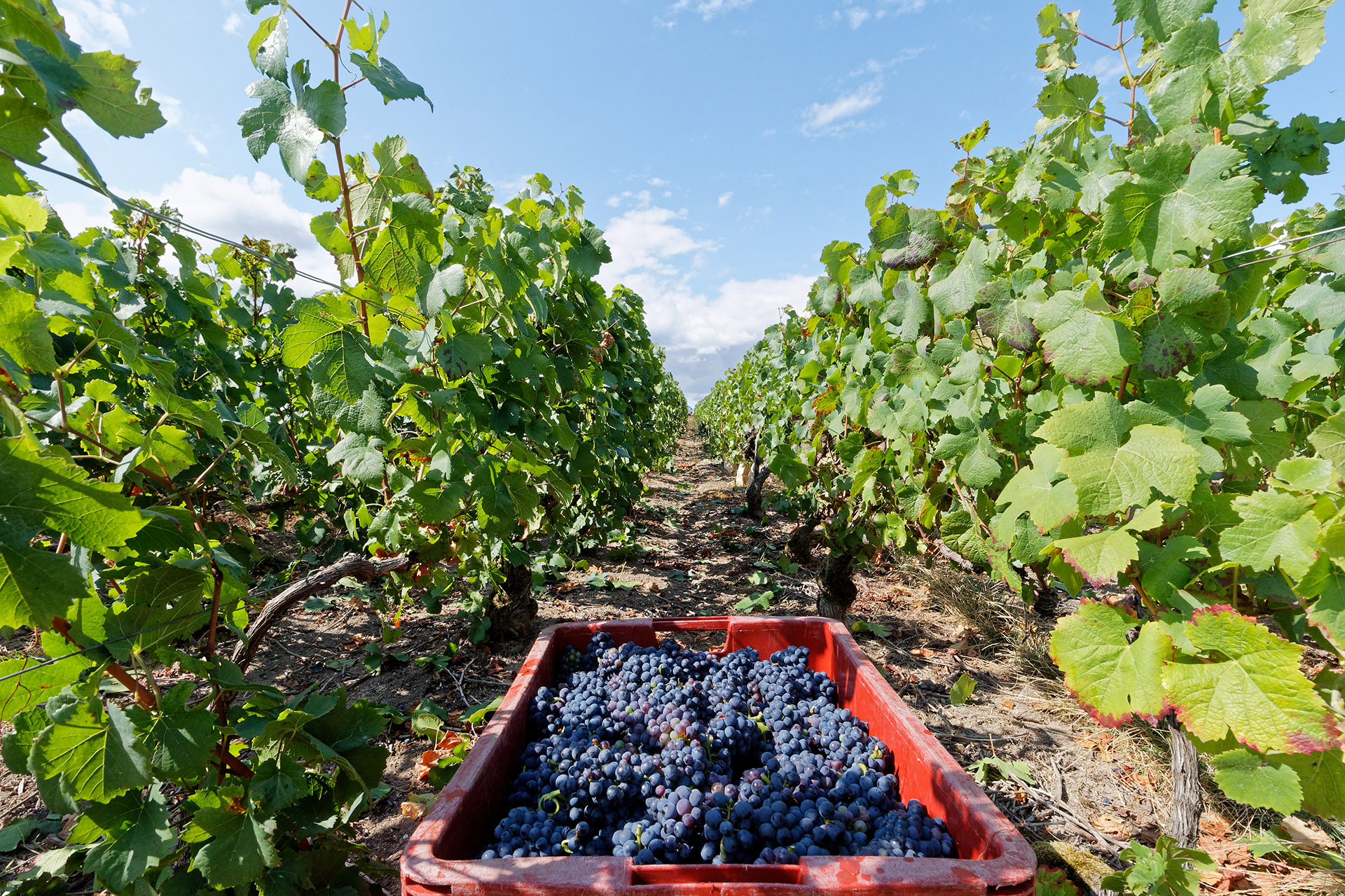 La Champagne dans les starting-blocks