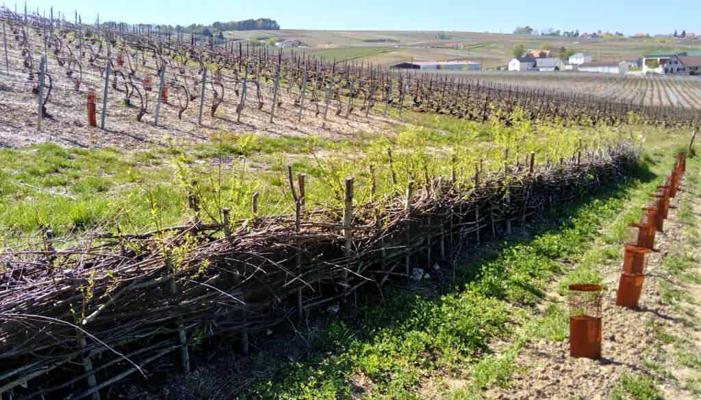 Les ASA au service de l’aménagement du vignoble champenois