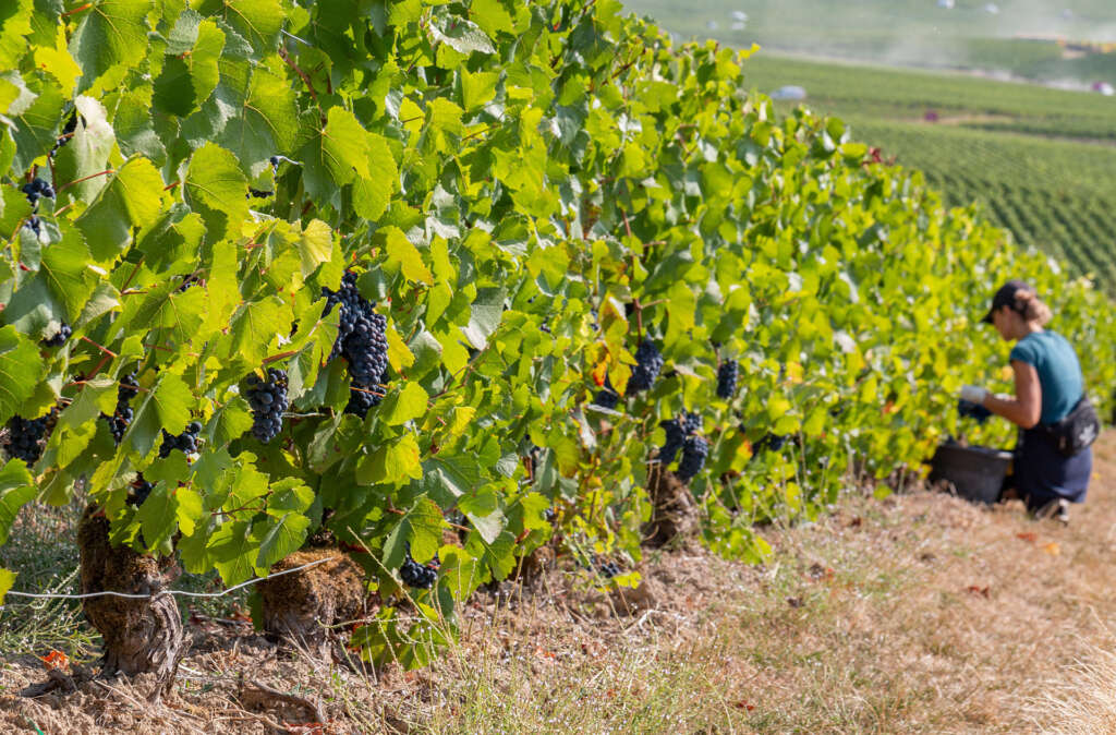 Fiscalité, environnement, consommation : les propositions du Syndicat Général des Vignerons