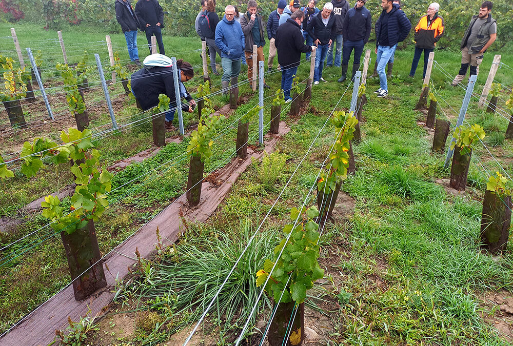 Le paillage fait bouger les exploitants à Mailly-Champagne