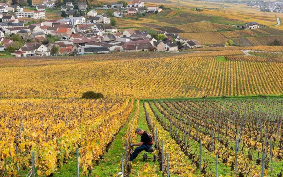 La Corporation des vignerons veut « s’adapter à l’évolution des pratiques »