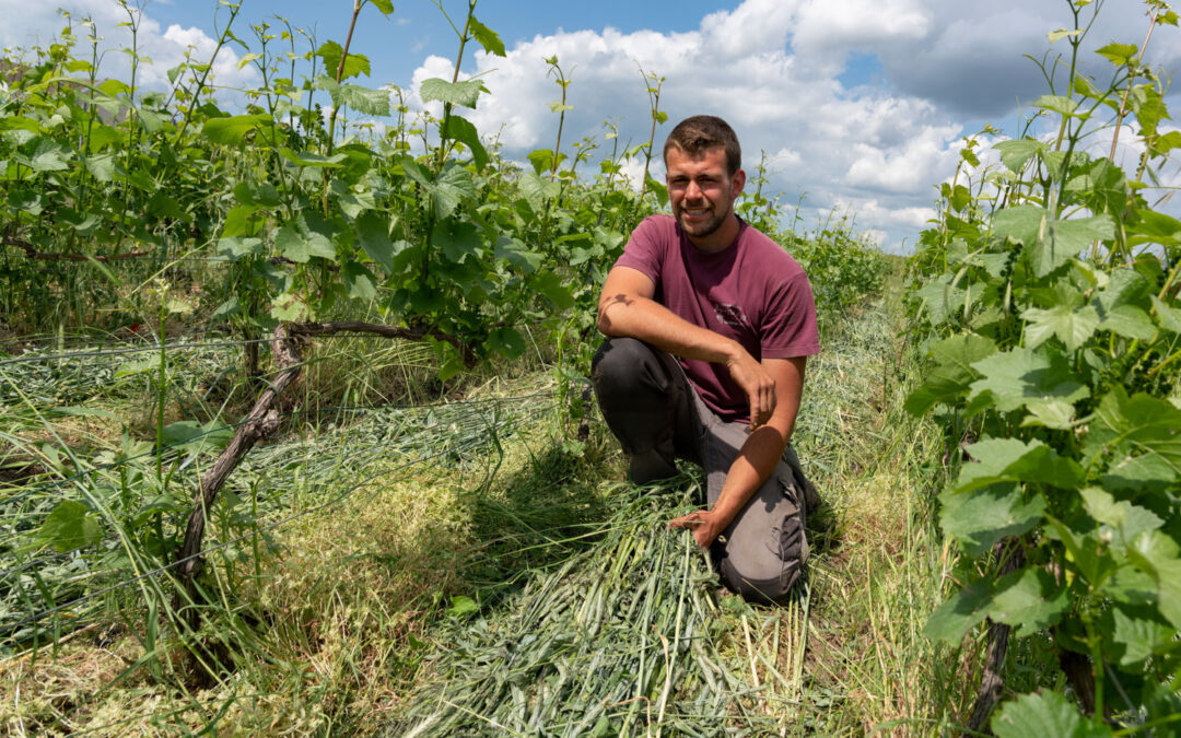 Des rangs de vigne bien au chaud sous les couverts