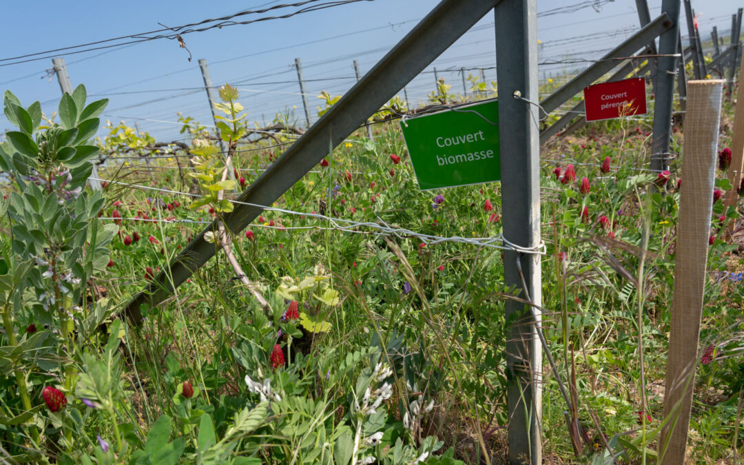 Expérimentations grandeur nature dans les galipes avec la viticulture régératrice