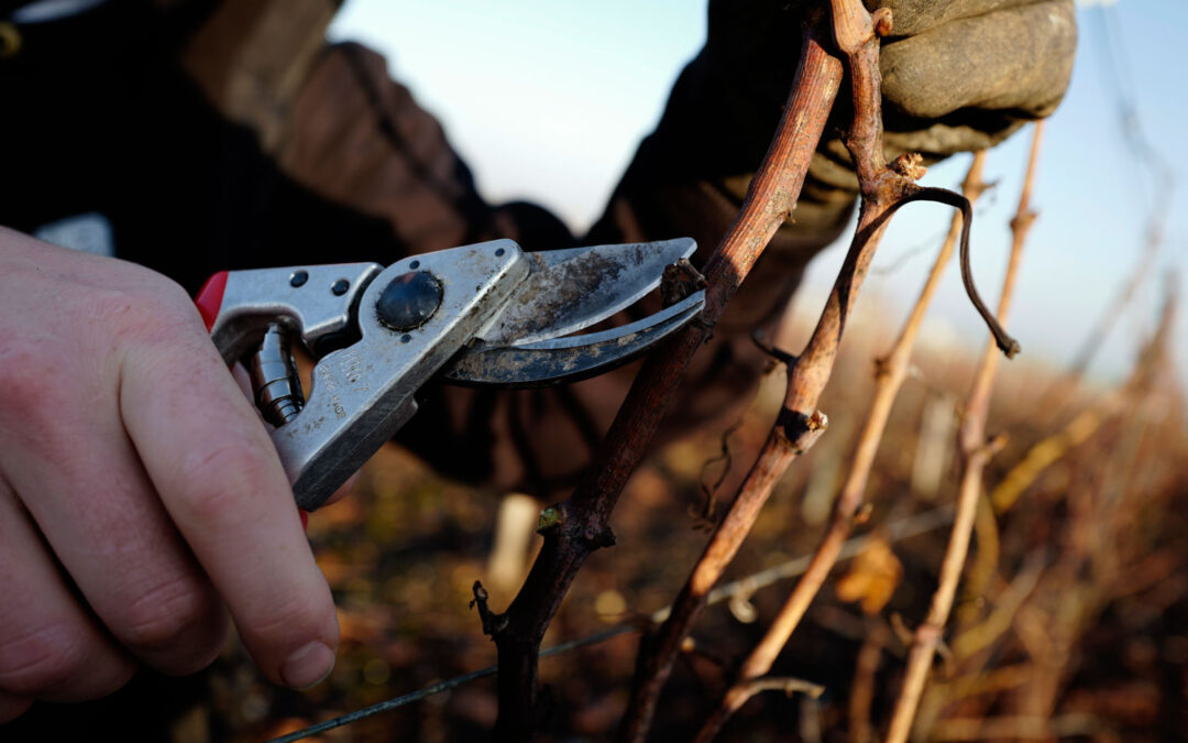 Taille de la vigne : des fondamentaux qui évoluent