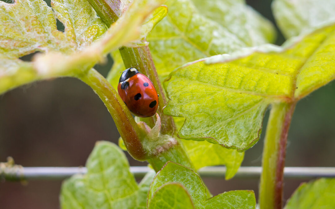 Vigne sans pesticides : réalité ou utopie ?