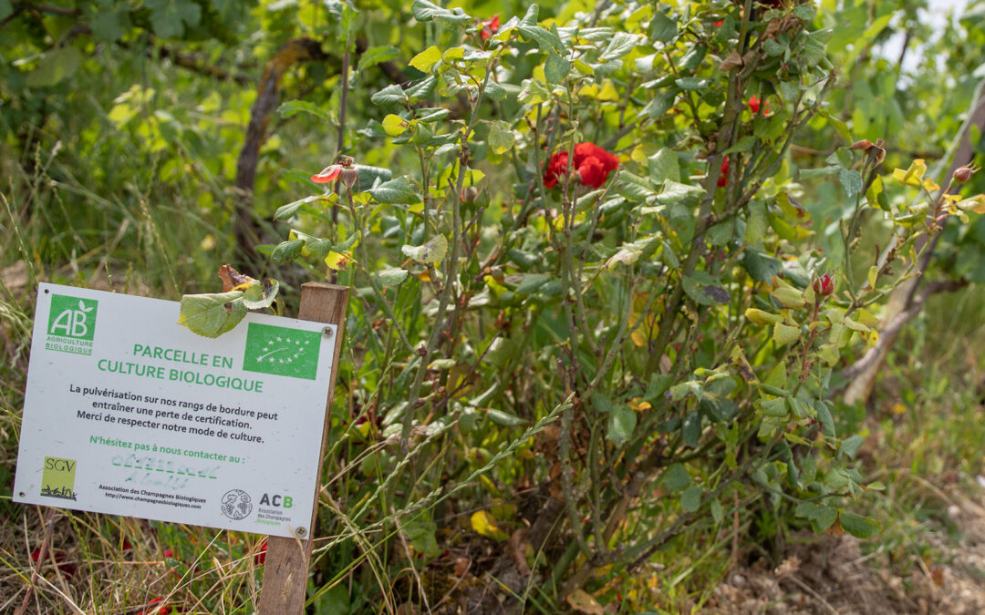 Les pratiques 2022 en viticulture bio passées au crible