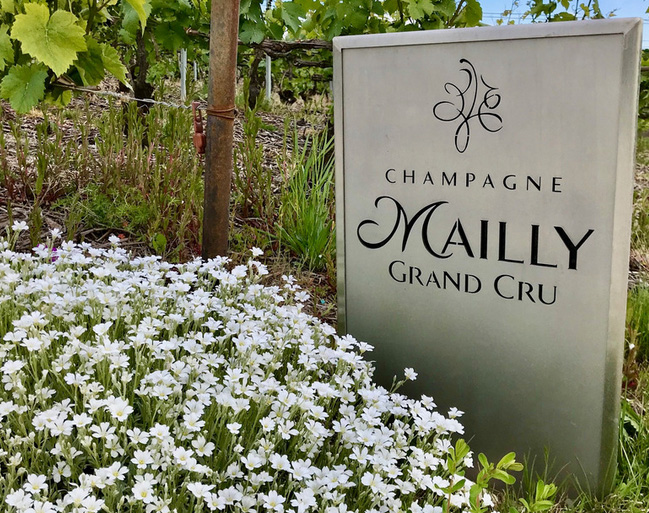 Le Champagne Mailly Grand Cru en grandeur nature