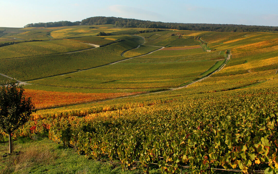 Viticulture Durable en Champagne : un nouveau référentiel entre en vigueur