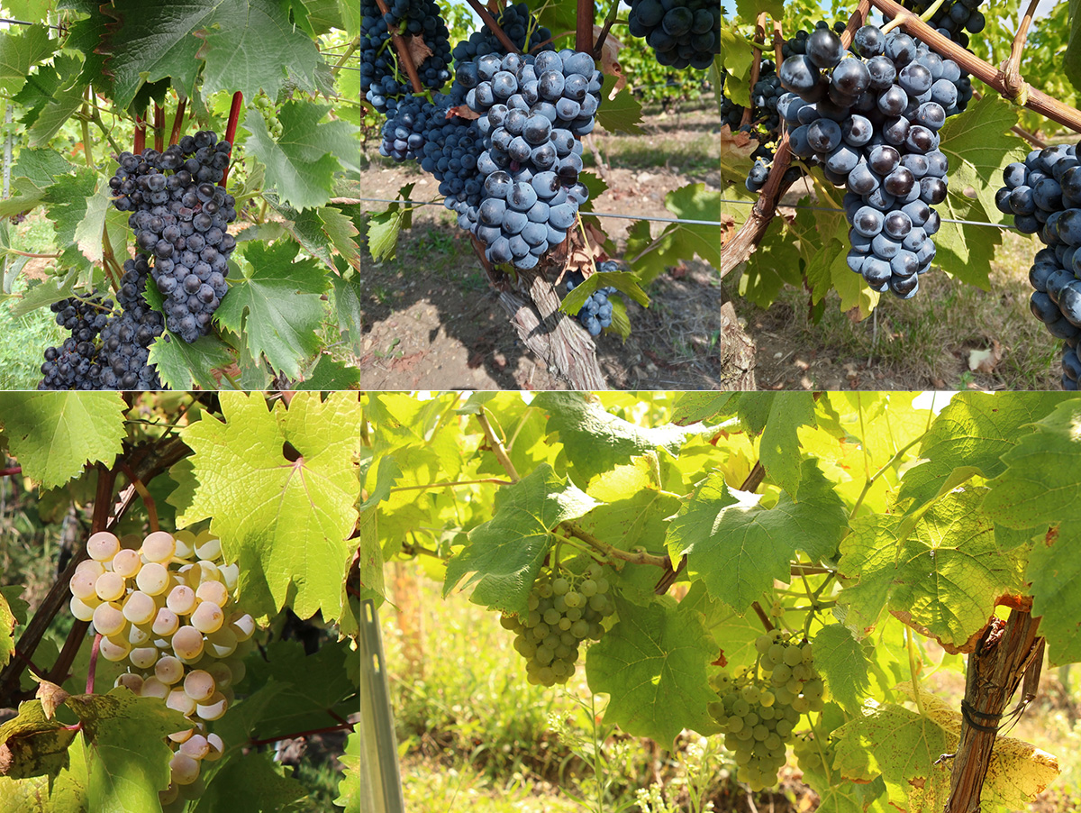 Vigne : cinq nouvelles variétés font de la résistance