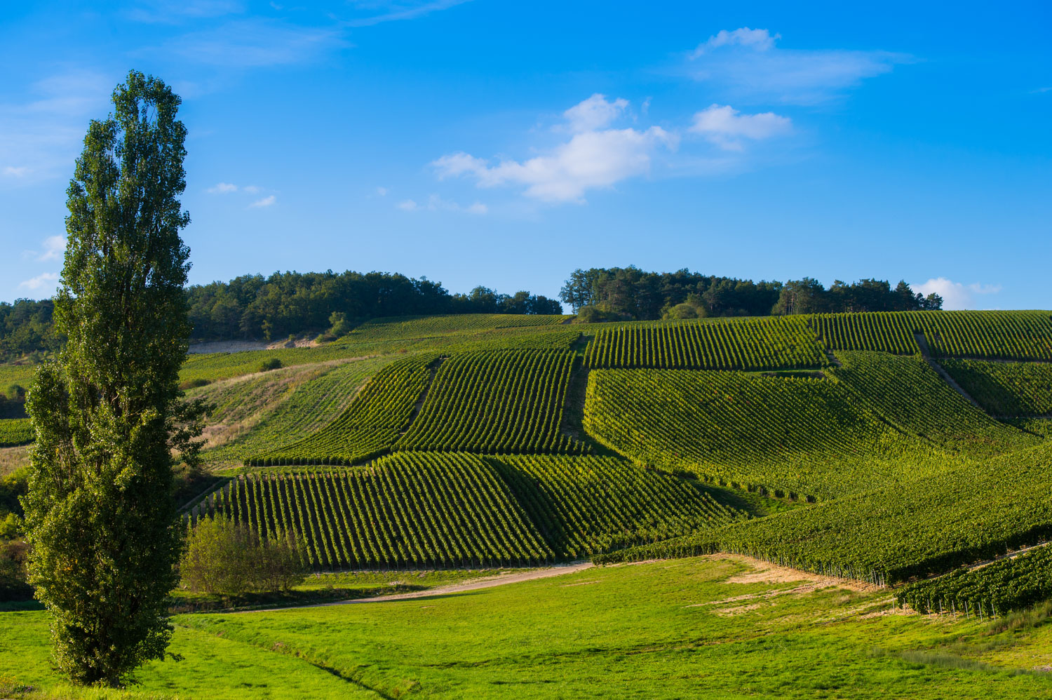 Sempastous : une loi pour mieux sécuriser le foncier viticole
