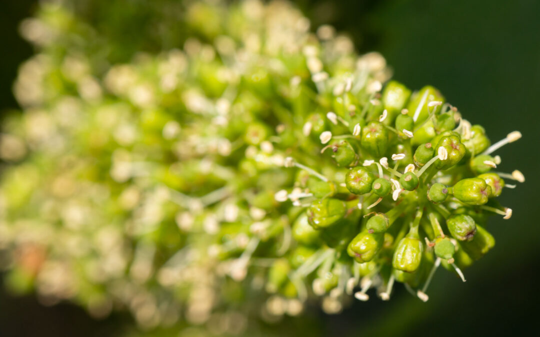 Protection du vignoble : une histoire en mouvement