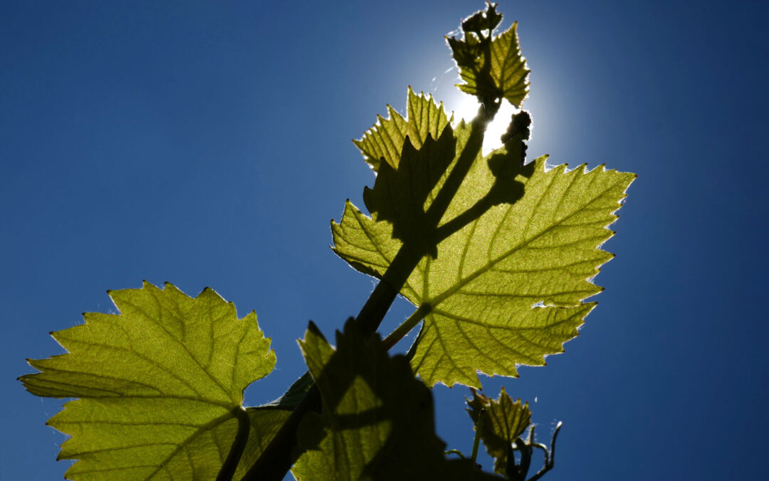 Sparkling Wine Forum : les effervescents européens à l’épreuve du réchauffement climatique   