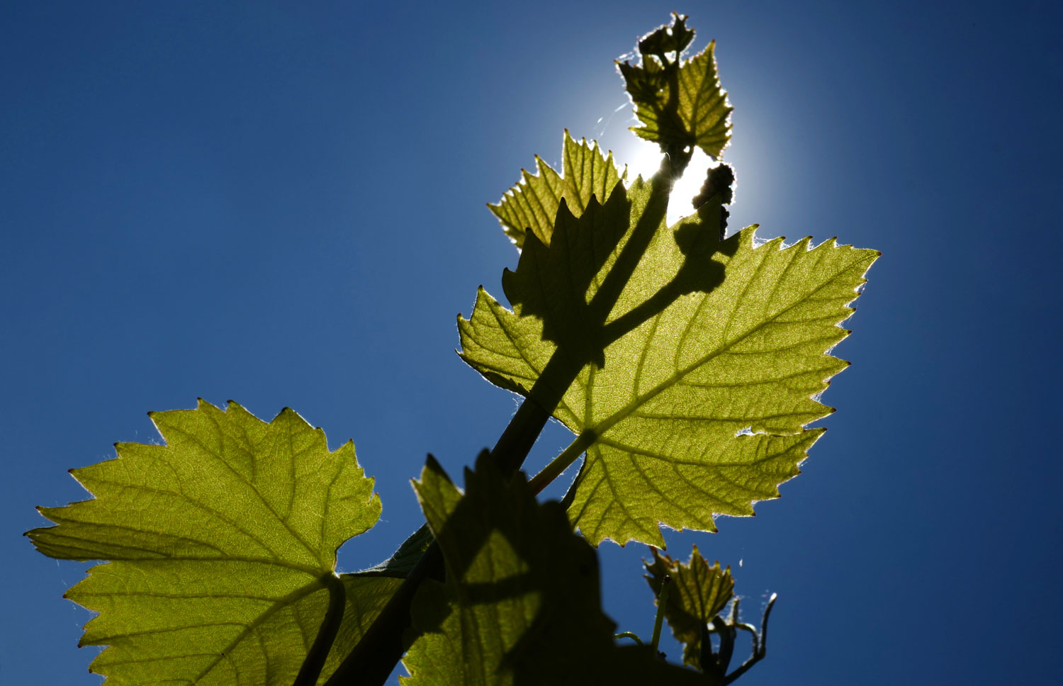 Sparkling Wine Forum : les effervescents européens à l’épreuve du réchauffement climatique   