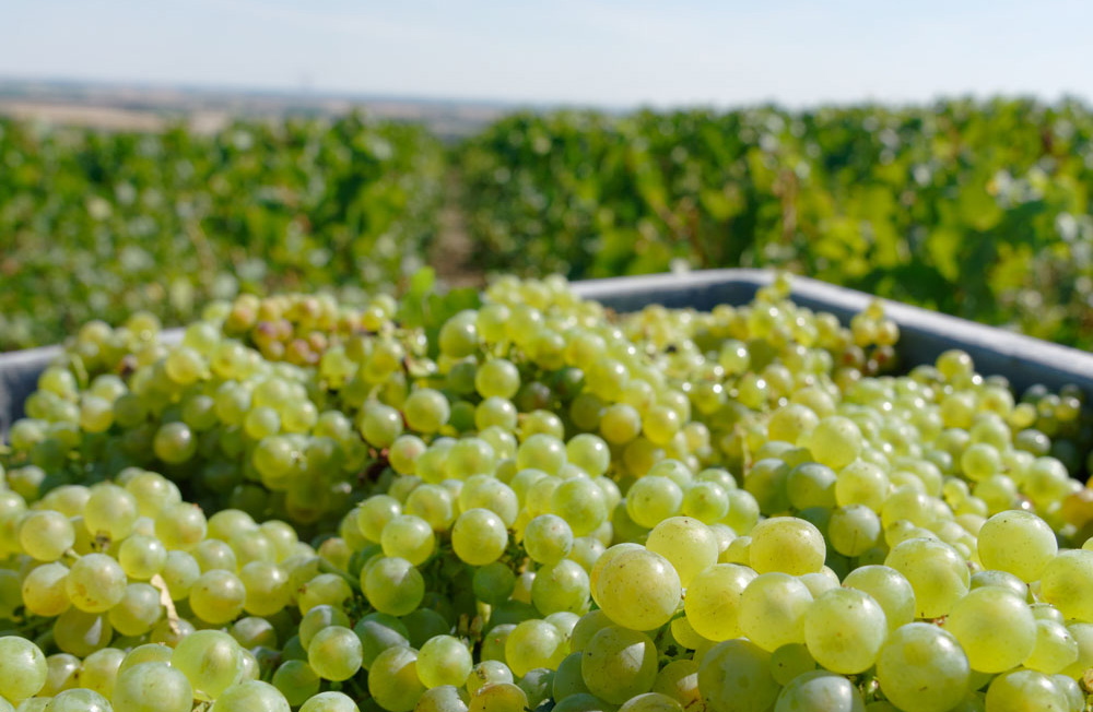 Fermage de la vendange 2022 : le prix du raisin pour le paiement des loyers viticoles