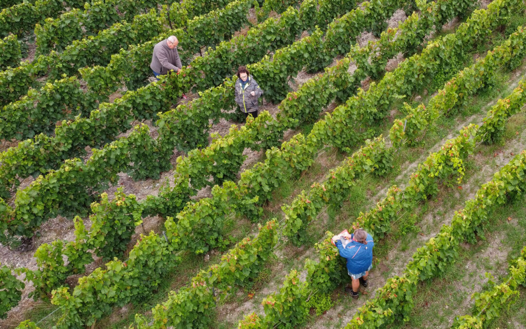 Avant les vendanges, on commence à traquer les jaunisses