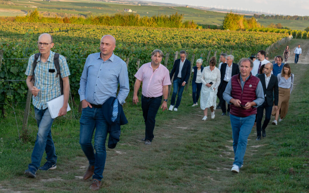 Tournées vendanges : transmission et protection de la vigne dans la Marne