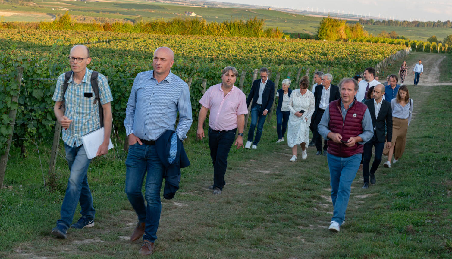 Tournées vendanges : transmission et protection de la vigne dans la Marne