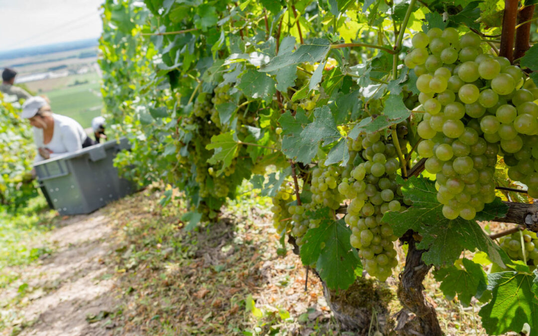 La Champagne fait le bilan de la campagne 2023, année de l’oxymore viticole