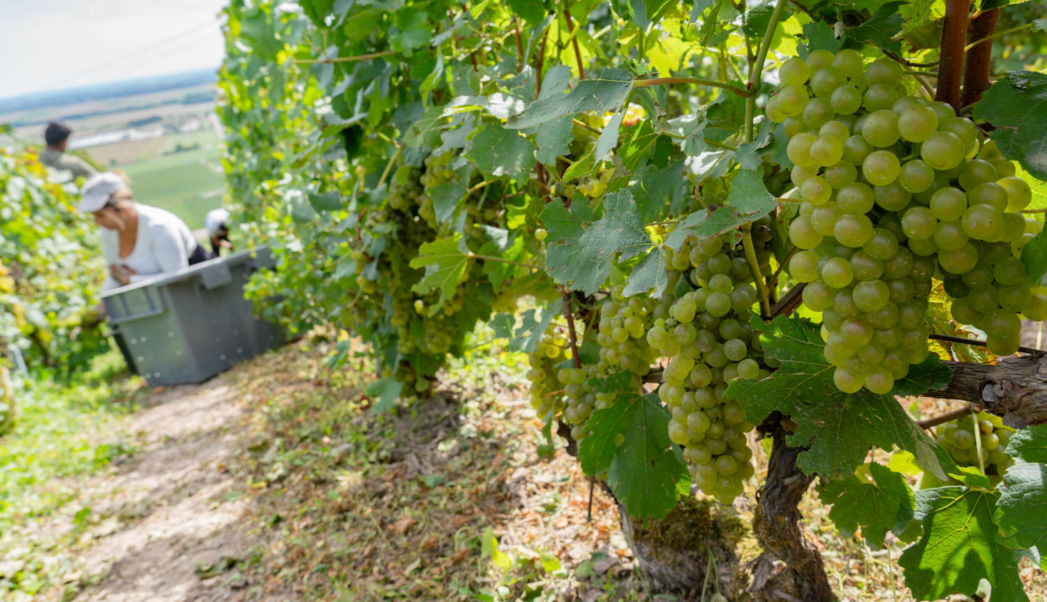 La Champagne fait le bilan de la campagne 2023, année de l’oxymore viticole