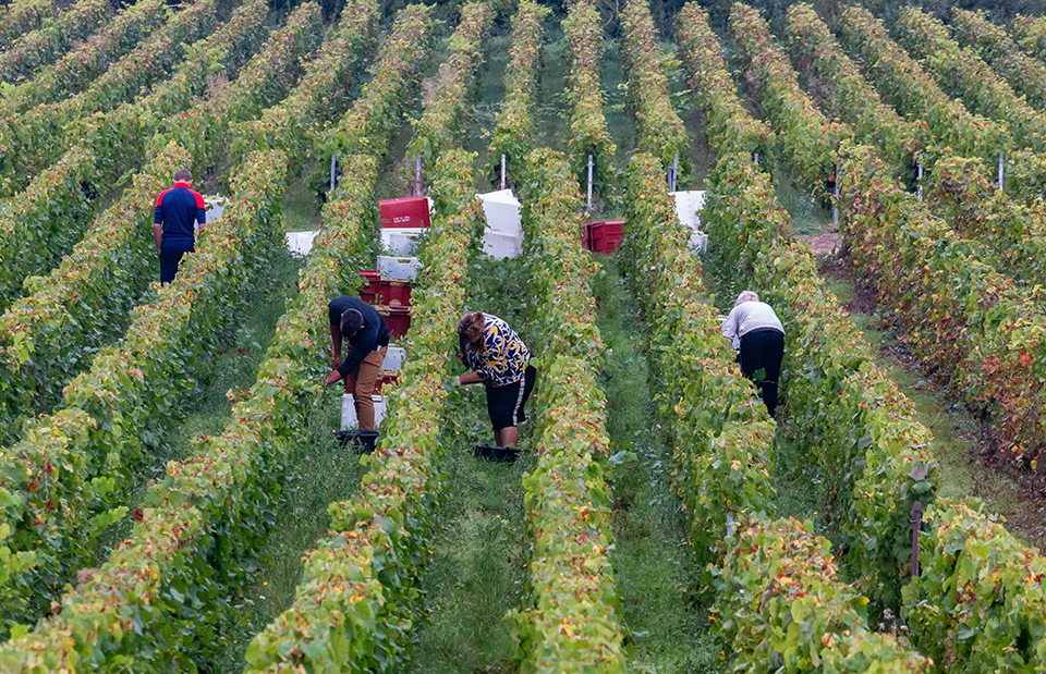 La viticulture intégrée dans la liste des métiers en tension