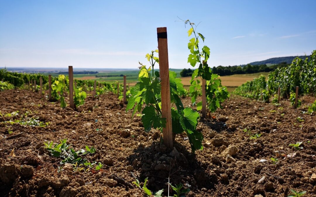 Franchir le cap de la replantation