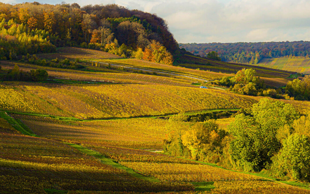 Le paiement des loyers de vignes