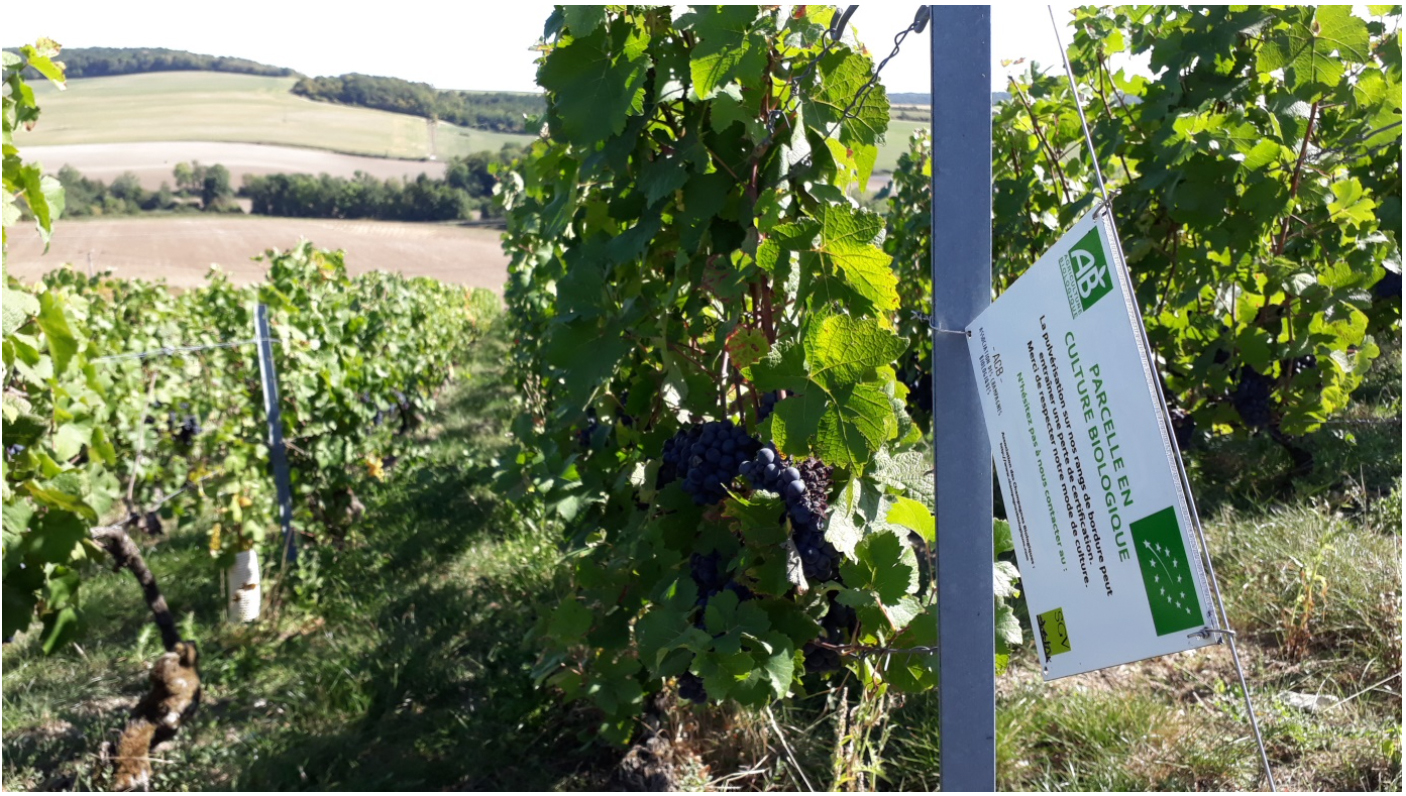 Formation : la viticulture bio en Champagne