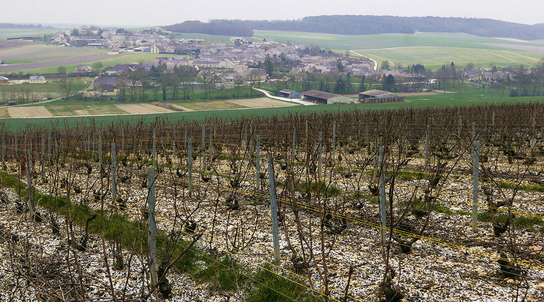 Bragelogne-Beauvoir, un vignoble prêt à monter en flèche