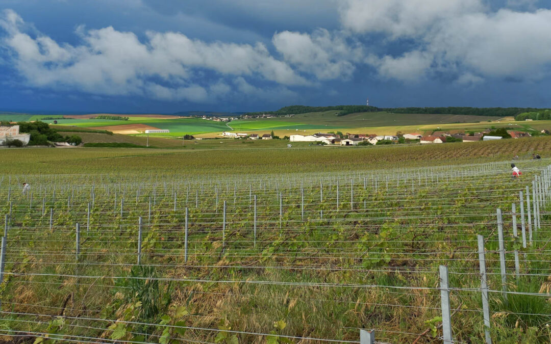 Bilan positif pour la campagne 2023 de la viticulture bio champenoise