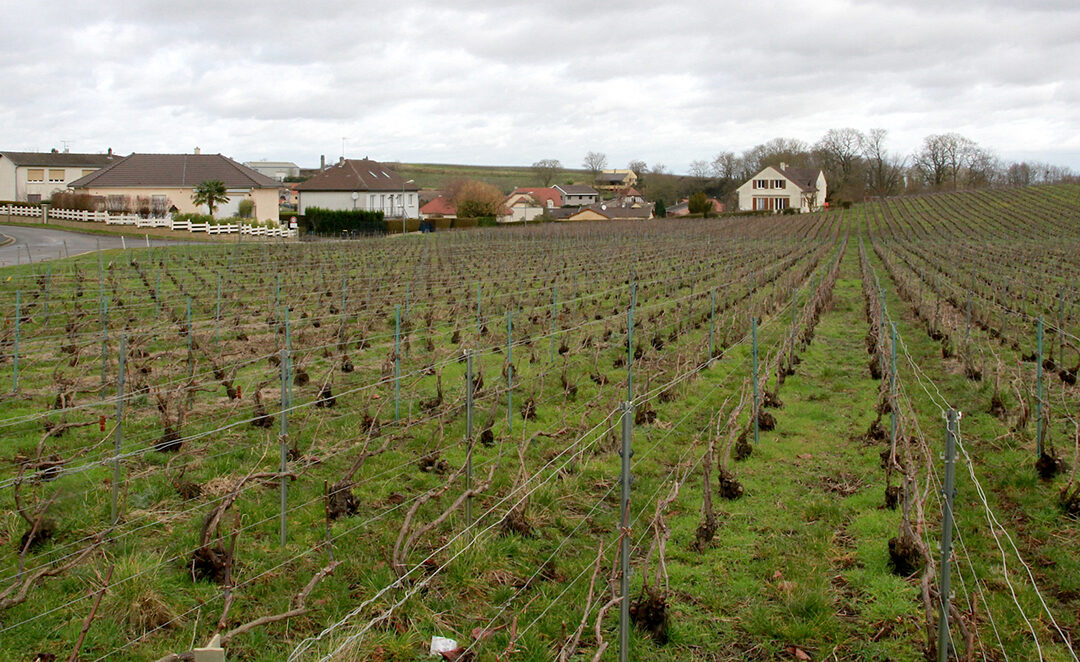 Gestion de l’herbe en Champagne : vers une révision du cahier des charges