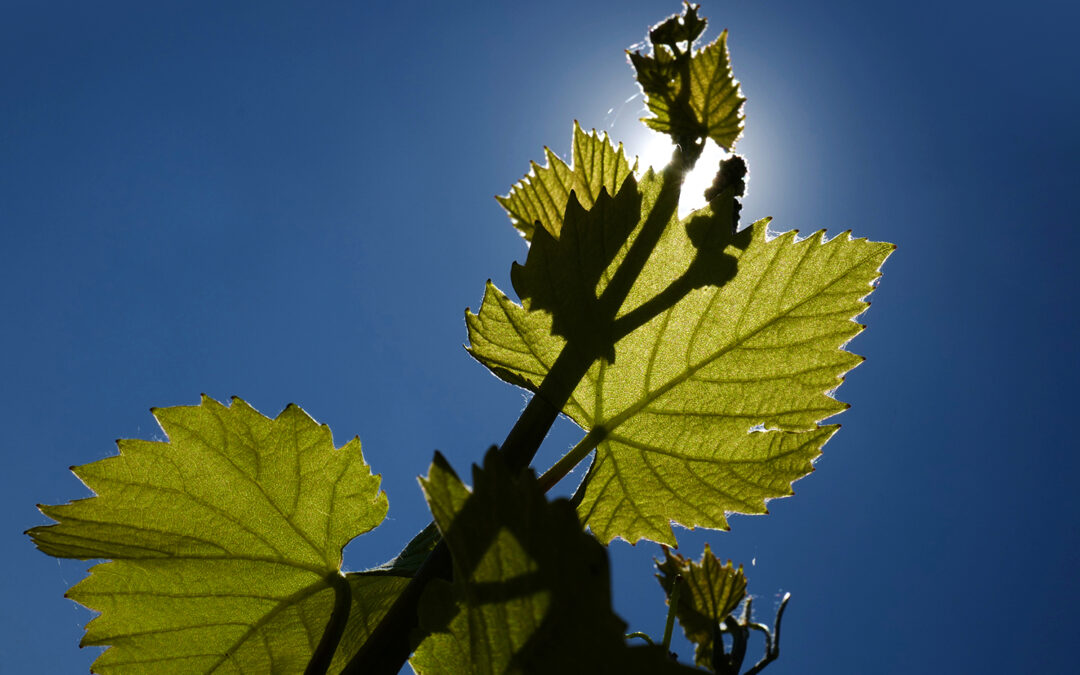 Comment s’adapter au changement climatique ? 