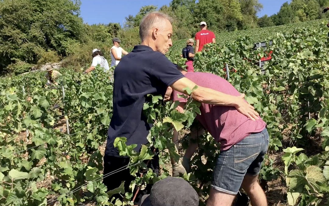 Se préparer pour des vendanges sans douleurs