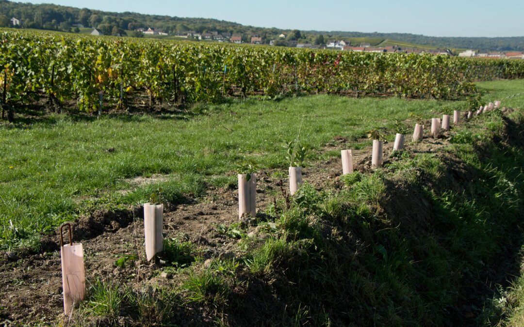 L’appel à projets « Plantons des haies » se poursuit en 2022