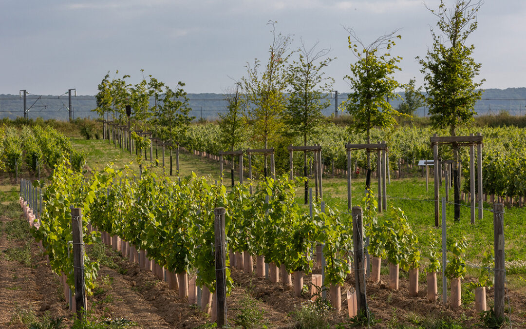 Environnement : le Comité Champagne renforce son réseau biodiversité