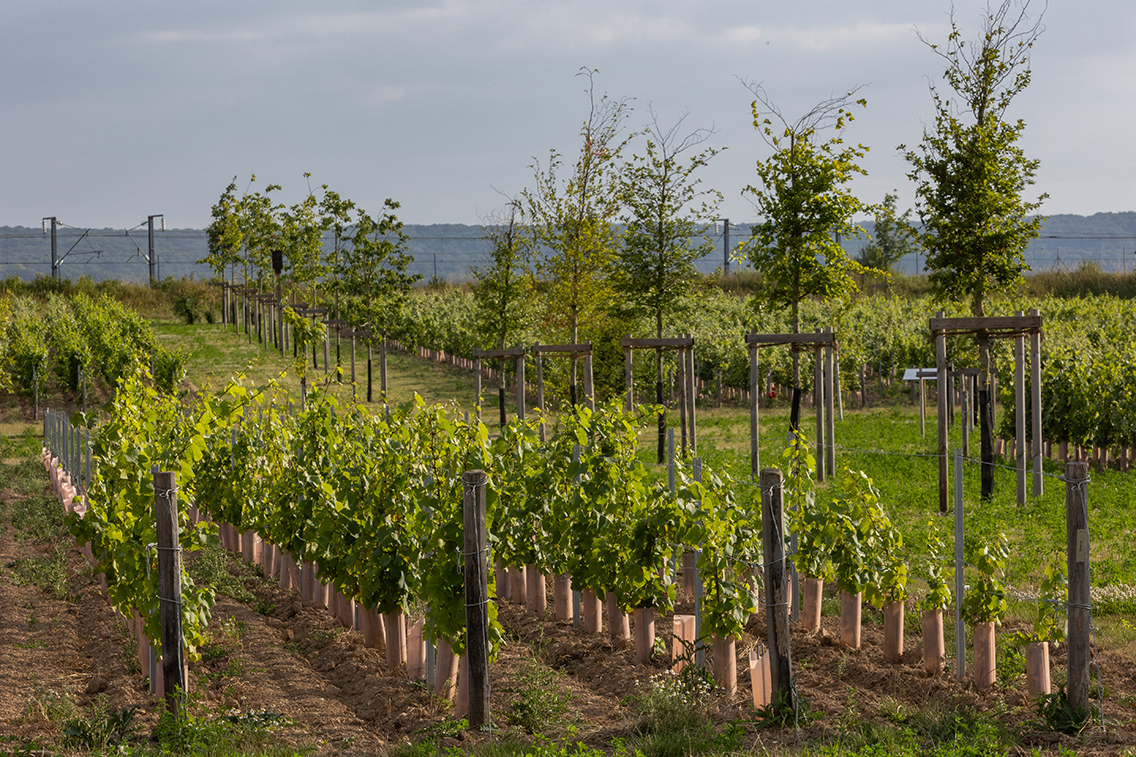 Environnement : le Comité Champagne renforce son réseau biodiversité