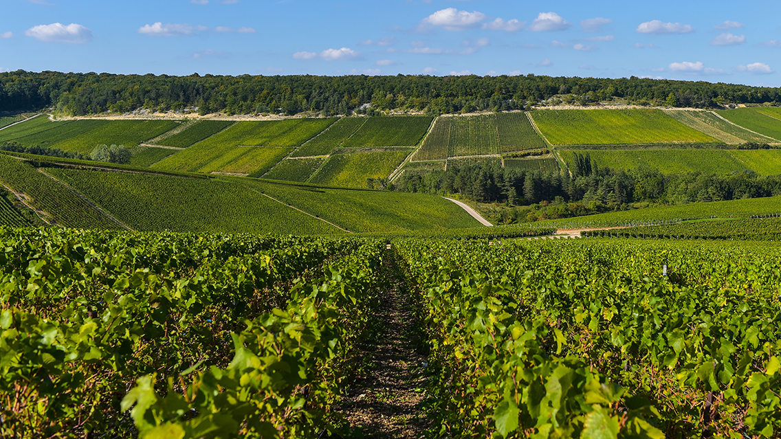 Renouvellement du vignoble : les obligations déclaratives pour les aménagements de parcelles