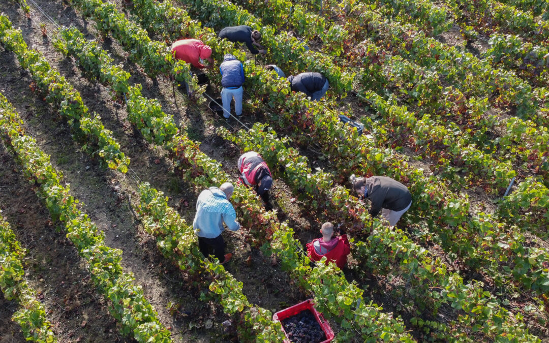 Vendanges 2024 : le paiement des loyers