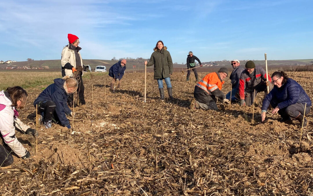 Pour développer la biodiversité, les vignerons plantent des haies à Fèrebrianges