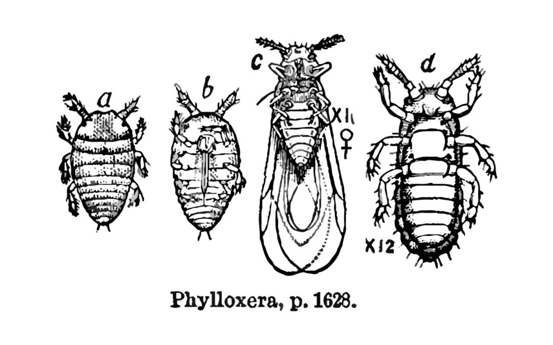 Le phylloxéra, un fléau salutaire pour la Champagne (Partie 1)