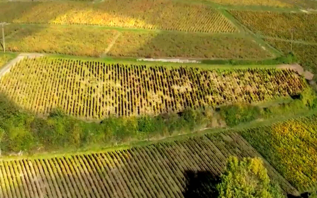 La Champagne monte en puissance dans sa lutte contre la flavescence dorée