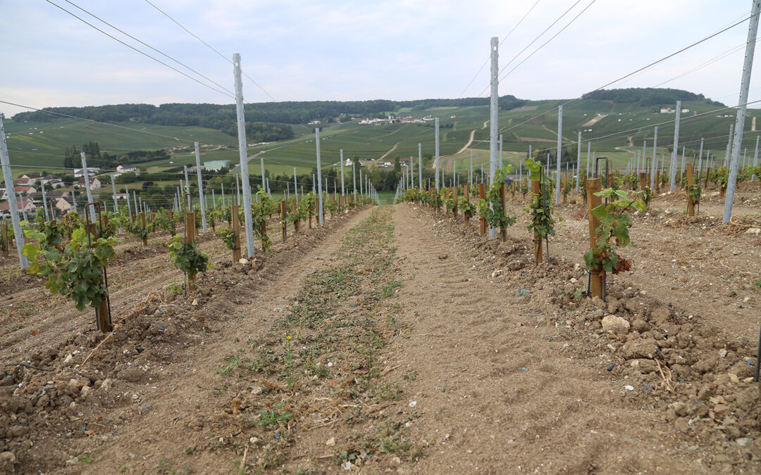 Densité de plantation : que disent le cahier des charges et la réglementation ?