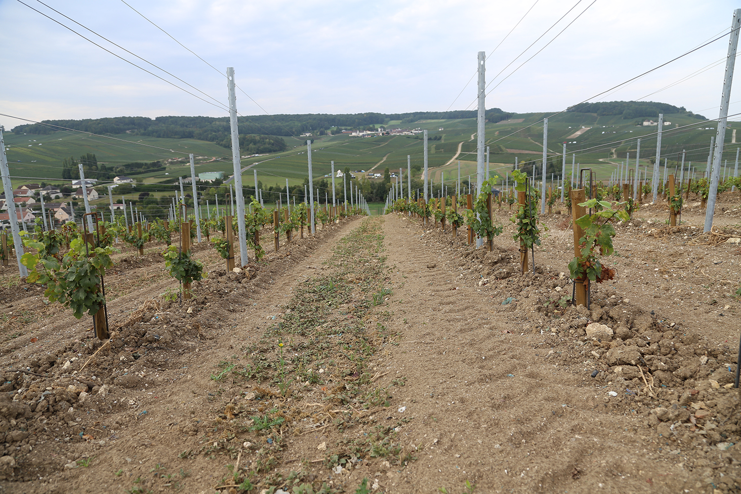 Densité de plantation : que disent le cahier des charges et la réglementation ?